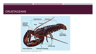 CRUSTACEANS

 