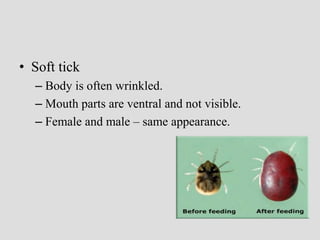 • Soft tick
– Body is often wrinkled.
– Mouth parts are ventral and not visible.
– Female and male – same appearance.
 