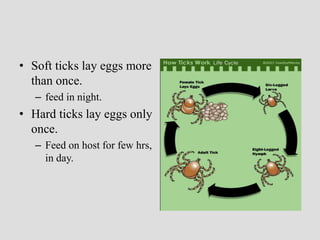 • Soft ticks lay eggs more
than once.
– feed in night.
• Hard ticks lay eggs only
once.
– Feed on host for few hrs,
in day.
 