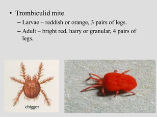 • Trombiculid mite
– Larvae – reddish or orange, 3 pairs of legs.
– Adult – bright red, hairy or granular, 4 pairs of
legs.
 