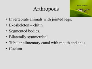 Arthropods
• Invertebrate animals with jointed legs.
• Exoskeleton – chitin.
• Segmented bodies.
• Bilaterally symmetrical
• Tubular alimentary canal with mouth and anus.
• Coelom
 