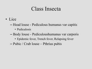 Class Insecta
• Lice
– Head louse - Pediculous humanus var capitis
• Pediculosis
– Body louse - Pediculoushumanus var carporis
• Epidemic fever, Trench fever, Relapsing fever
– Pubic / Crab louse – Pthrius pubis
 