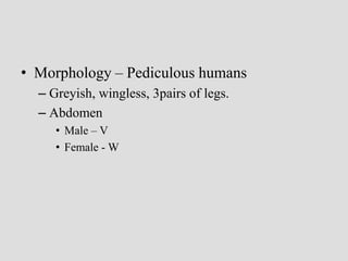 • Morphology – Pediculous humans
– Greyish, wingless, 3pairs of legs.
– Abdomen
• Male – V
• Female - W
 