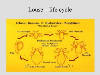 Louse – life cycle
 