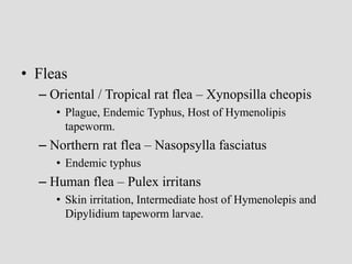 • Fleas
– Oriental / Tropical rat flea – Xynopsilla cheopis
• Plague, Endemic Typhus, Host of Hymenolipis
tapeworm.
– Northern rat flea – Nasopsylla fasciatus
• Endemic typhus
– Human flea – Pulex irritans
• Skin irritation, Intermediate host of Hymenolepis and
Dipylidium tapeworm larvae.
 