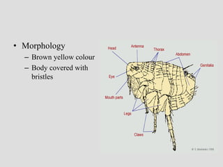 • Morphology
– Brown yellow colour
– Body covered with
bristles
 