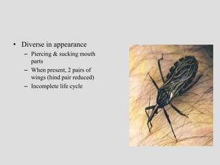 • Diverse in appearance
– Piercing & sucking mouth
parts
– When present, 2 pairs of
wings (hind pair reduced)
– Incomplete life cycle
 