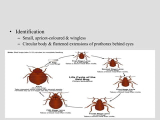 • Identification
– Small, apricot-coloured & wingless
– Circular body & flattened extensions of prothorax behind eyes
 