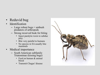 • Reduvid bug
• Identification
– Large robust bugs = ambush
predators of arthropods
– Strong recurved beak for biting
• Inject paralytic toxin to subdue
prey
• Bite very painful to humans
• No species in SA usually bite
mammals
• Medical importance
– South American subfamily
Triatominae (kissing bugs)
• Feed on human & animal
blood
• Transmit Chagas’ disease
 