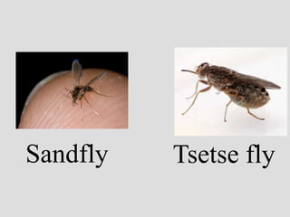 Sandfly Tsetse fly
 