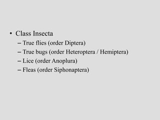 • Class Insecta
– True flies (order Diptera)
– True bugs (order Heteroptera / Hemiptera)
– Lice (order Anoplura)
– Fleas (order Siphonaptera)
 