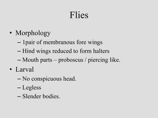 Flies
• Morphology
– 1pair of membranous fore wings
– Hind wings reduced to form halters
– Mouth parts – proboscus / piercing like.
• Larval
– No conspicuous head.
– Legless
– Slender bodies.
 