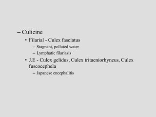 – Culicine
• Filarial - Culex fasciatus
– Stagnant, polluted water
– Lymphatic filariasis
• J.E - Culex gelidus, Culex tritaeniorhyncus, Culex
fuscocephela
– Japanese encephalitis
 