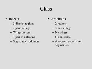 Class
• Insecta
– 3 disntict regions
– 3 pairs of legs
– Wings present
– 1 pair of antennae
– Segmented abdomen.
• Arachnids
– 2 regions
– 4 pair of legs
– No wings
– No antennae
– Abdomen usually not
segmented.
 