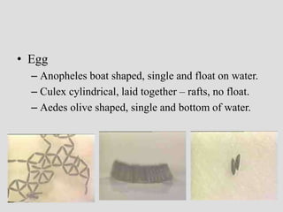 • Egg
– Anopheles boat shaped, single and float on water.
– Culex cylindrical, laid together – rafts, no float.
– Aedes olive shaped, single and bottom of water.
 