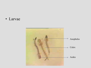 • Larvae
Anopheles
Culex
Aedes
 