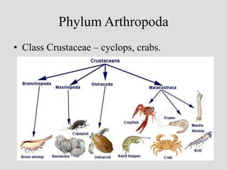 Phylum Arthropoda
• Class Crustaceae – cyclops, crabs.
 