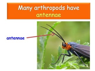 antennae
 