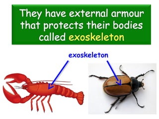 exoskeleton
 