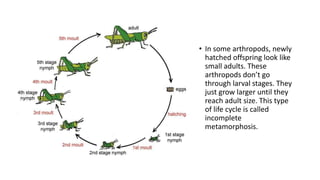 • In some arthropods, newly
hatched offspring look like
small adults. These
arthropods don’t go
through larval stages. They
just grow larger until they
reach adult size. This type
of life cycle is called
incomplete
metamorphosis.
 