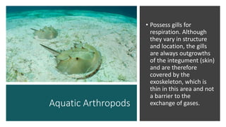 Aquatic Arthropods
• Possess gills for
respiration. Although
they vary in structure
and location, the gills
are always outgrowths
of the integument (skin)
and are therefore
covered by the
exoskeleton, which is
thin in this area and not
a barrier to the
exchange of gases.
 