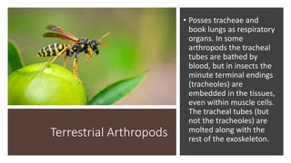 Terrestrial Arthropods
• Posses tracheae and
book lungs as respiratory
organs. In some
arthropods the tracheal
tubes are bathed by
blood, but in insects the
minute terminal endings
(tracheoles) are
embedded in the tissues,
even within muscle cells.
The tracheal tubes (but
not the tracheoles) are
molted along with the
rest of the exoskeleton.
 