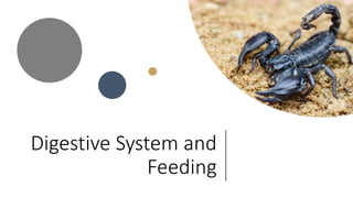 Digestive System and
Feeding
 