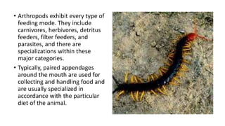 • Arthropods exhibit every type of
feeding mode. They include
carnivores, herbivores, detritus
feeders, filter feeders, and
parasites, and there are
specializations within these
major categories.
• Typically, paired appendages
around the mouth are used for
collecting and handling food and
are usually specialized in
accordance with the particular
diet of the animal.
 