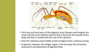• The front and back parts of the digestive tract (foregut and hindgut) are
lined with the same skeletal material that is found on the outside of the
body and that is molted with the rest of the skeleton.
• Only the relatively small middle section (midgut) lacks a chitinous lining.
• In general, however, the midgut region is the principal site of enzyme
production and absorption of digested food.
 