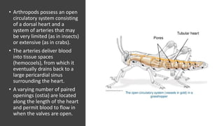 • Arthropods possess an open
circulatory system consisting
of a dorsal heart and a
system of arteries that may
be very limited (as in insects)
or extensive (as in crabs).
• The arteries deliver blood
into tissue spaces
(hemocoels), from which it
eventually drains back to a
large pericardial sinus
surrounding the heart.
• A varying number of paired
openings (ostia) are located
along the length of the heart
and permit blood to flow in
when the valves are open.
 