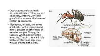 • Crustaceans and arachnids
possess paired excretory organs
(maxillary, antennal, or coxal
glands) that open at the bases of
certain appendages.
• Myriapods, insects, and some
arachnids, such as spiders and
mites, possess another type of
excretory organ, Malpighian
tubules, which open into the
intestine. Thus in these animals
both excretory and digestive
wastes exit from the anus.
 