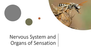 Nervous System and
Organs of Sensation
 
