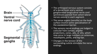 • The arthropod nervous system consists
of a dorsal brain and a ventral,
ganglionated longitudinal nerve cord
(primitively paired) from which lateral
nerves extend in each segment.
• The sense organs (sensilla) on the body
surface involve some specialization of
the exoskeleton barrier.
• The sensory nerve endings are lodged in
cuticular hairs (setae), peglike
projections, cones, pits, or slits, which
may occur in large numbers on antennae,
mouthparts, joints, and leg tips.
• Changes in the tension of the
surrounding cuticle stimulate the nerve
endings.
 