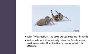 • With few exceptions, the sexes are separate in arthropods.
• Arthropods reproduce sexually. Male and female adults
produce gametes. If fertilization occurs, eggs hatch into
offspring.
 
