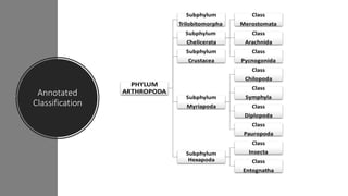 Annotated
Classification
 