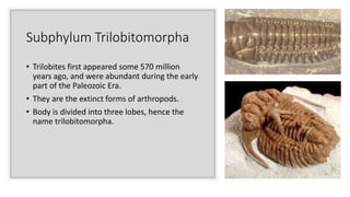 Subphylum Trilobitomorpha
• Trilobites first appeared some 570 million
years ago, and were abundant during the early
part of the Paleozoic Era.
• They are the extinct forms of arthropods.
• Body is divided into three lobes, hence the
name trilobitomorpha.
 