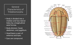 General
Characteristics of
Trilobitomorpha
• Body is divided into a
median and two lateral
lobes by a longitudinal
axial furrow.
• Body division: head,
abdomen, and pygidium.
• Head bears a pair of
antenna and eyes.
• Eyes are compound.
 