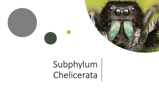 Subphylum
Chelicerata
 