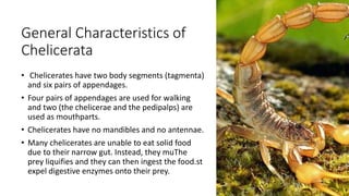 General Characteristics of
Chelicerata
• Chelicerates have two body segments (tagmenta)
and six pairs of appendages.
• Four pairs of appendages are used for walking
and two (the chelicerae and the pedipalps) are
used as mouthparts.
• Chelicerates have no mandibles and no antennae.
• Many chelicerates are unable to eat solid food
due to their narrow gut. Instead, they muThe
prey liquifies and they can then ingest the food.st
expel digestive enzymes onto their prey.
 