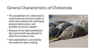 General Characteristics of Chelicerata
• The exoskeleton of a chelicerate is
a hard external structure made of
chitin that protects the arthropod,
prevents desiccation, and
provides structural support.
• Because of the rigid exoskeleton,
the animal molts periodically to
allow for increase in size.
• New exoskeleton is secreted by
the epidermis after molting.
 