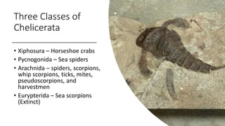 Three Classes of
Chelicerata
• Xiphosura – Horseshoe crabs
• Pycnogonida – Sea spiders
• Arachnida – spiders, scorpions,
whip scorpions, ticks, mites,
pseudoscorpions, and
harvestmen
• Eurypterida – Sea scorpions
(Extinct)
 