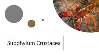 Subphylum Crustacea
 