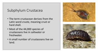 Subphylum Crustacea
• The term crustacean derives from the
Latin word crusta, meaning crust or
hard shell.
• Most of the 44,000 species of
crustaceans live in saltwater or
freshwater.
• A small number of crustaceans live on
land.
 