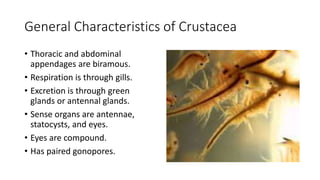 General Characteristics of Crustacea
• Thoracic and abdominal
appendages are biramous.
• Respiration is through gills.
• Excretion is through green
glands or antennal glands.
• Sense organs are antennae,
statocysts, and eyes.
• Eyes are compound.
• Has paired gonopores.
 