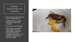 General
Characteristics of
Crustacea
• Their head and thorax fused
to form cephalothorax.
• Cephalothorax is usually
covered by single large
carapace.
• Has two pairs of antennae.
• Has five pairs of cephalic
appendages: first pair,
antennules; second pair,
antennae; third pair,
mandibles; fourth pair, first
maxillae; and fifth pair,
second maxillae.
 