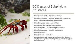 10 Classes of Subphylum
Crustacea
• Class Cephalocarida – horseshow shrimps
• Class Branchiopoda – tadpole, fairy, and brine shrimps
• Class Ostracoda – ostracods, seed shrimp
• Class Copepoda – copepods, fish lice
• Class Mystacocarida – mustache shrimp
• Class Remipedia – cave-dwelling blind shrimps
• Class Tantulocarida – parasitic crustaceans
• Class Branchiura -
• Class Cirripedia - barnacles
• Class Malacostraca – lobsters, crayfish, crabs, shrimps,
amphipods, isopods (including pillbugs and sowbugs), ad
mantis shrimps
 