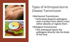 Types of Arthropod-borne
Disease Transmission
• Mechanical Transmission
• Arthropod deposits pathogens
onto a surface from which a host
either absorbs or ingests them.
• Biological Transmission
• The arthropod injects the
pathogens directly into the body
of the host.
 