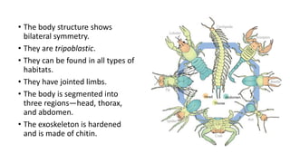 • The body structure shows
bilateral symmetry.
• They are tripoblastic.
• They can be found in all types of
habitats.
• They have jointed limbs.
• The body is segmented into
three regions—head, thorax,
and abdomen.
• The exoskeleton is hardened
and is made of chitin.
 
