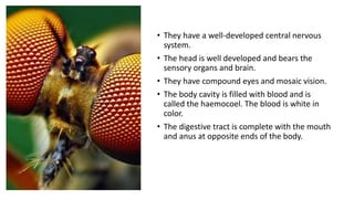 • They have a well-developed central nervous
system.
• The head is well developed and bears the
sensory organs and brain.
• They have compound eyes and mosaic vision.
• The body cavity is filled with blood and is
called the haemocoel. The blood is white in
color.
• The digestive tract is complete with the mouth
and anus at opposite ends of the body.
 