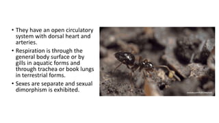 • They have an open circulatory
system with dorsal heart and
arteries.
• Respiration is through the
general body surface or by
gills in aquatic forms and
through trachea or book lungs
in terrestrial forms.
• Sexes are separate and sexual
dimorphism is exhibited.
 